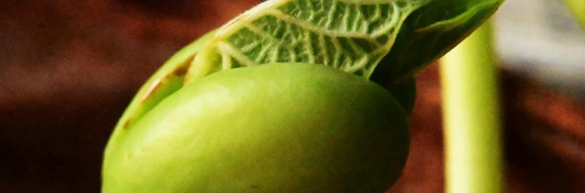 a bean unfurling it's first leaves
