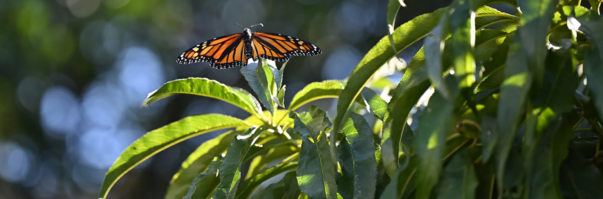 Monarch resting in nectarine tree. (Photo by Kathy Keatley Garvey)