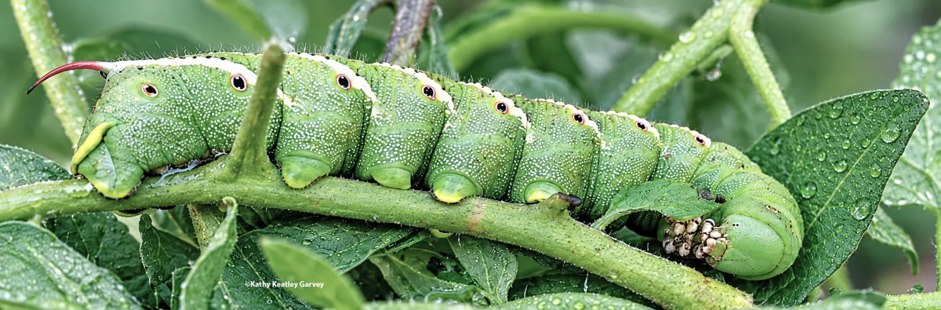 Tobacco hornworm eating tomato plant. (Photo by Kathy Keatley Garvey)