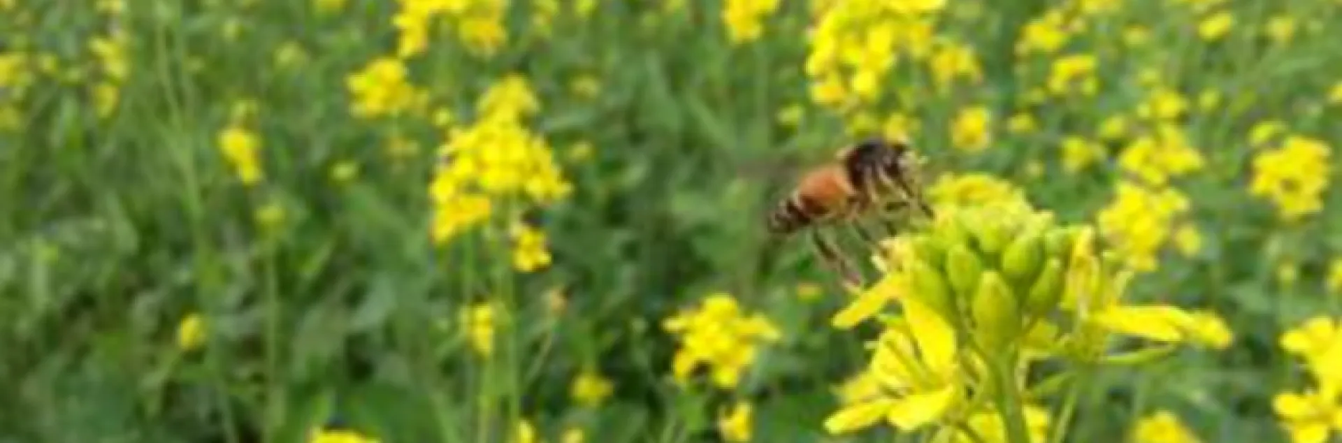 honey bee pollinating a yellow mustard flower