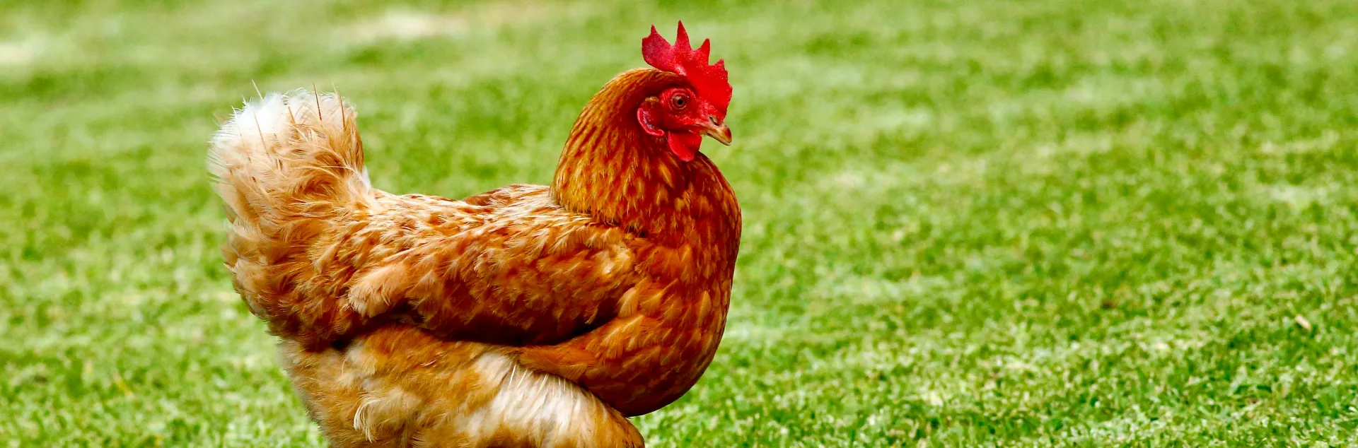 Hen walking across a green lawn.