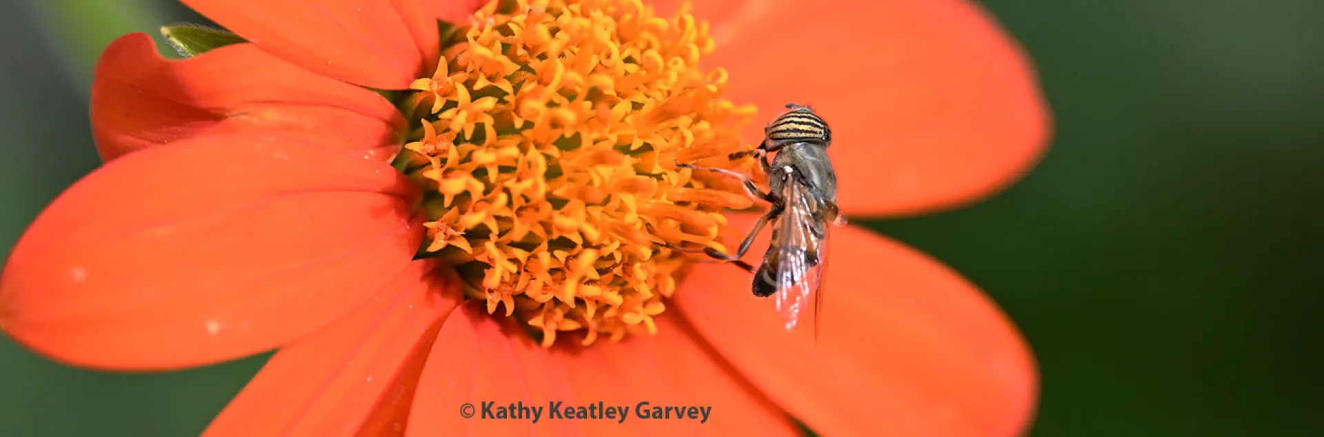 A Eristalinus taenliops, a species of hoverfly. (Photo by Kathy Keatley Garvey)