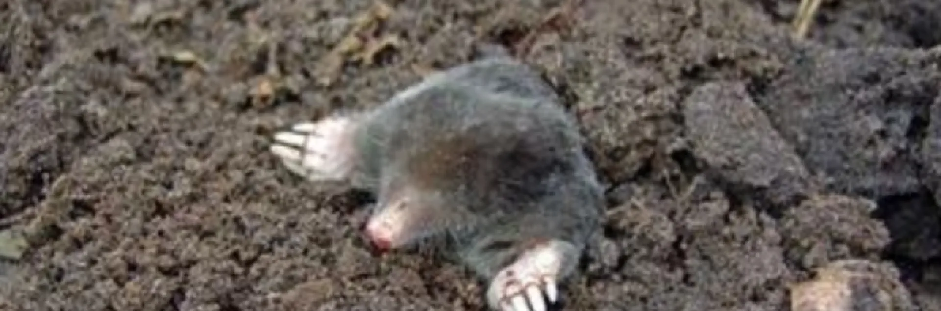 mole sticking its head and arms out of a hole in soil