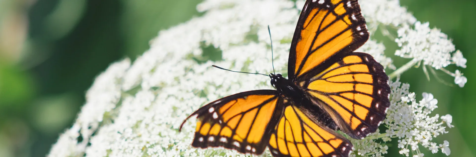 monarch butterfly