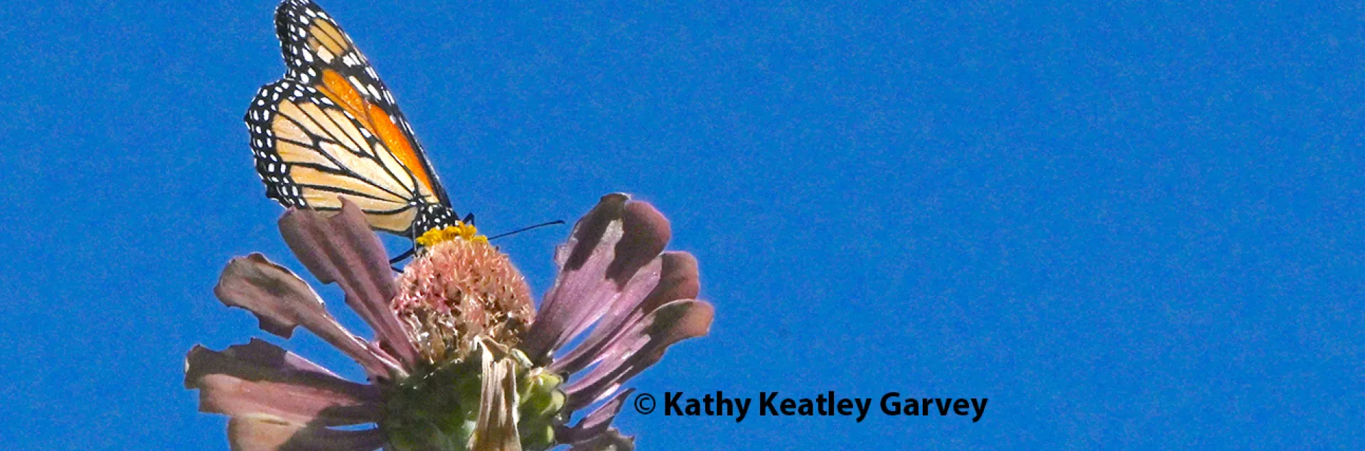Monarch on zinnia.