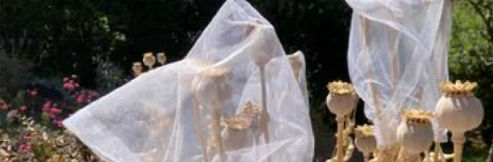 net bags covering poppy seed pods to prevent seeds from blowing away in the wind