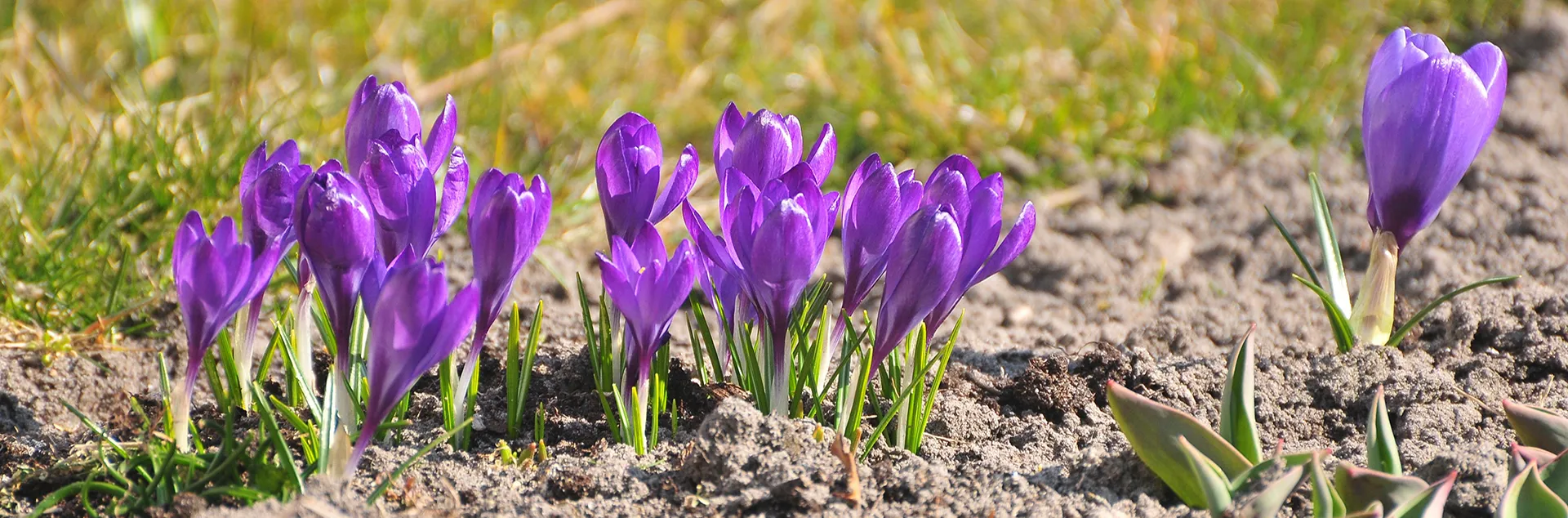 Flowering Spring bulbs - courtesy of pexels-jaroslaw-ponikowski