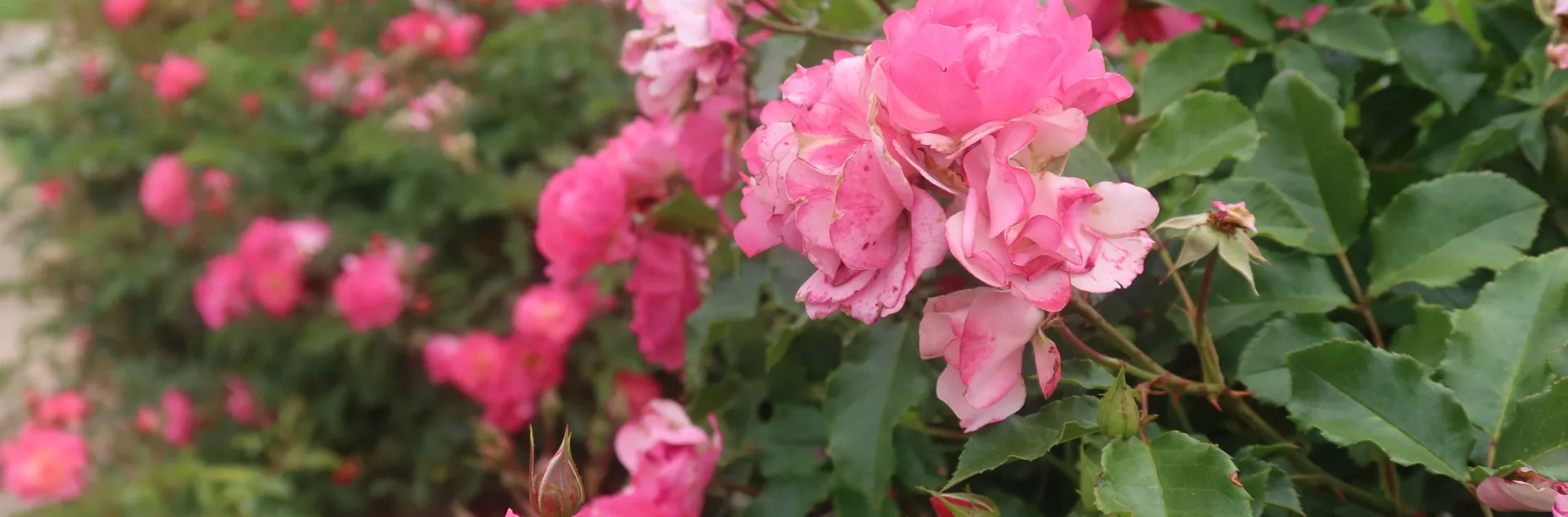 Pink roses in a bush