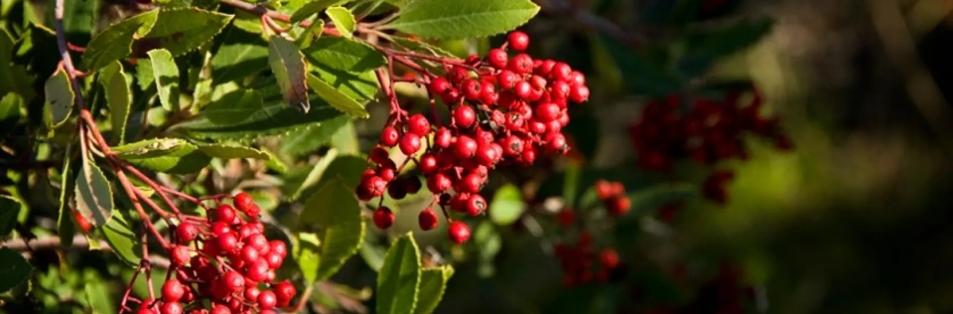 red toyon berries on a branch