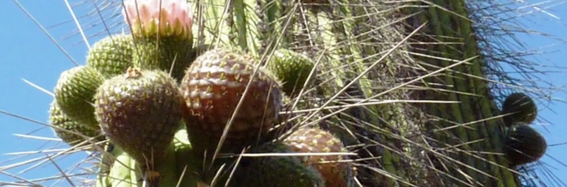 rumpa cactus
