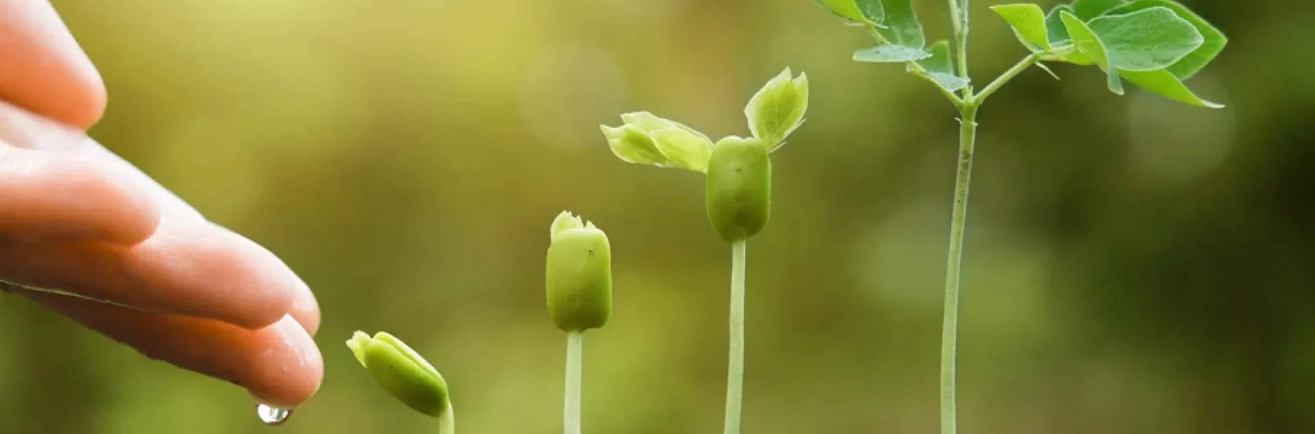 Growing plants