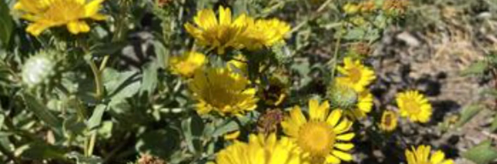yellow flowers of the San Francisco gum plant
