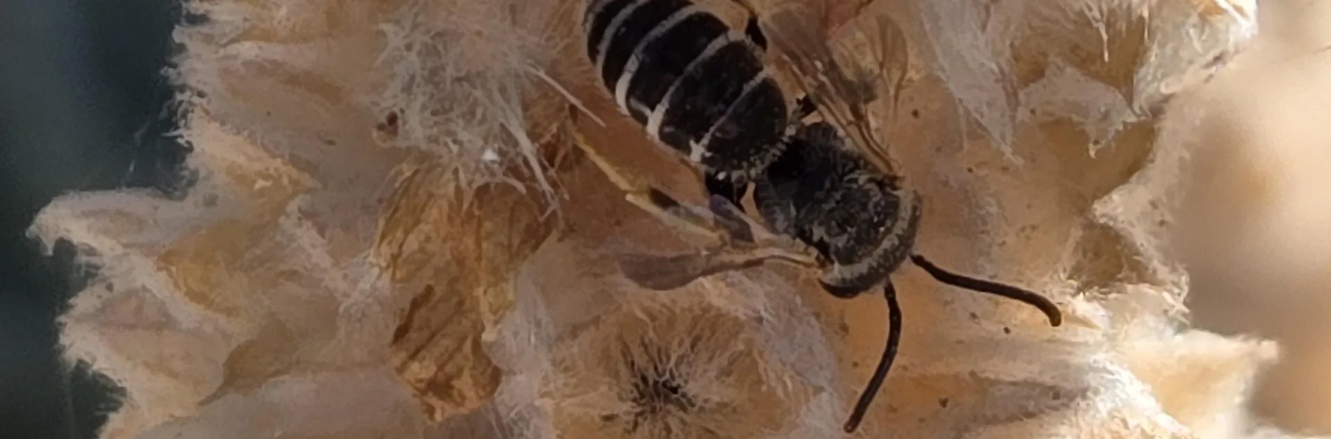 Small bee on small white seed pods of Lamb's ear stem