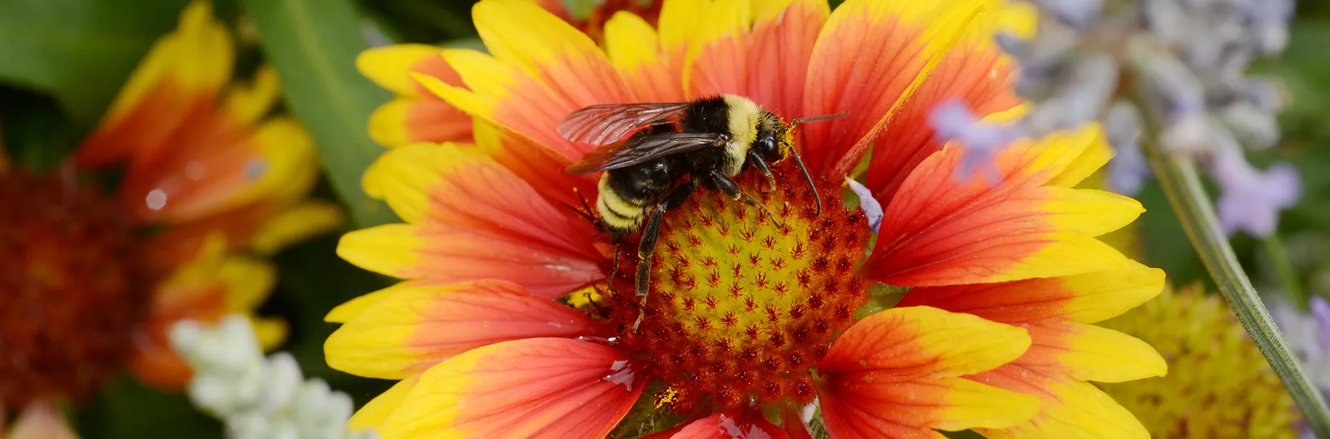 Bombus melanopygus on Gaillardia