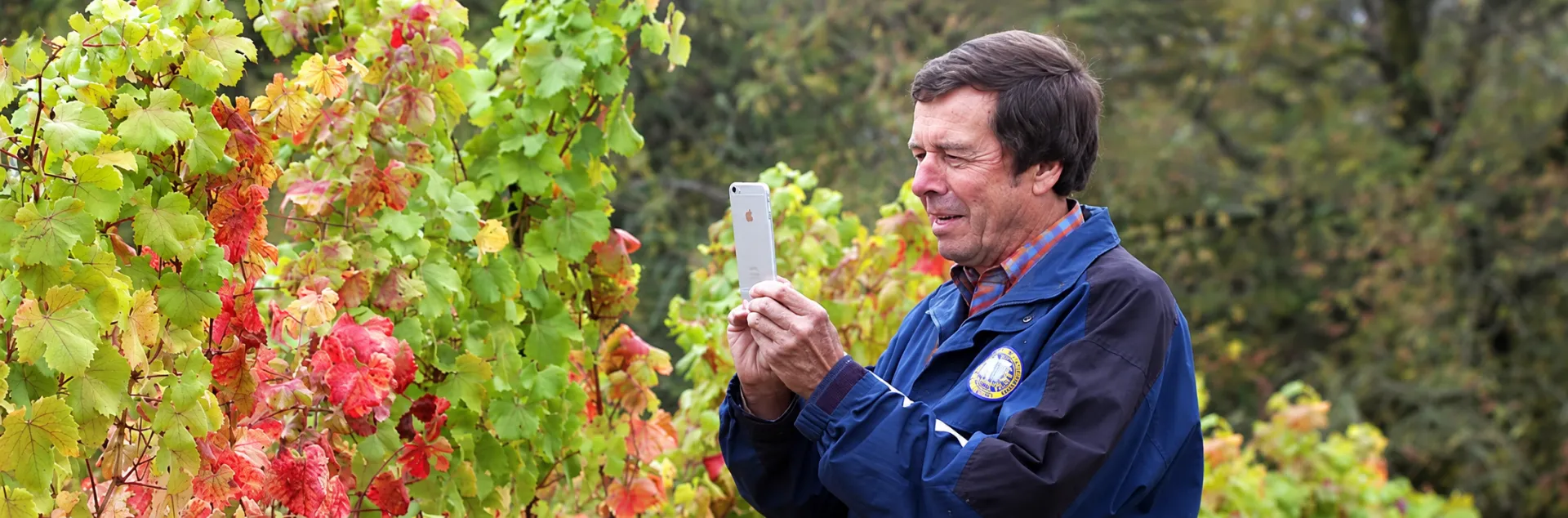 UC Davis distinguished professor Frank Zalom takes an image of a Willamette vineyard showing grapevine red blotch virus in the fall.