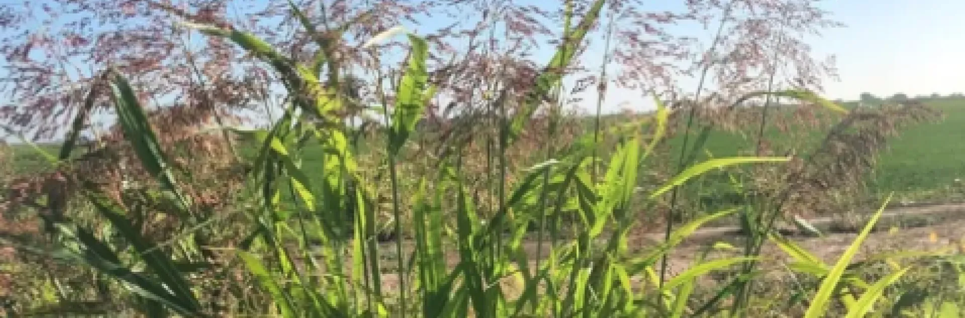 Johnsongrass growing in a field