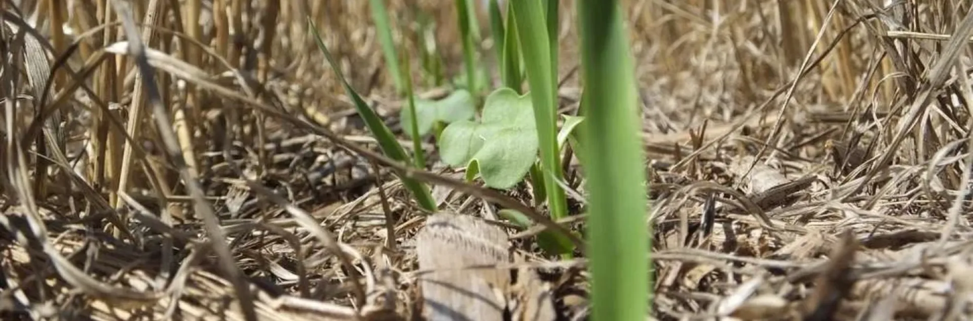 Transplants growing in cover crop residue