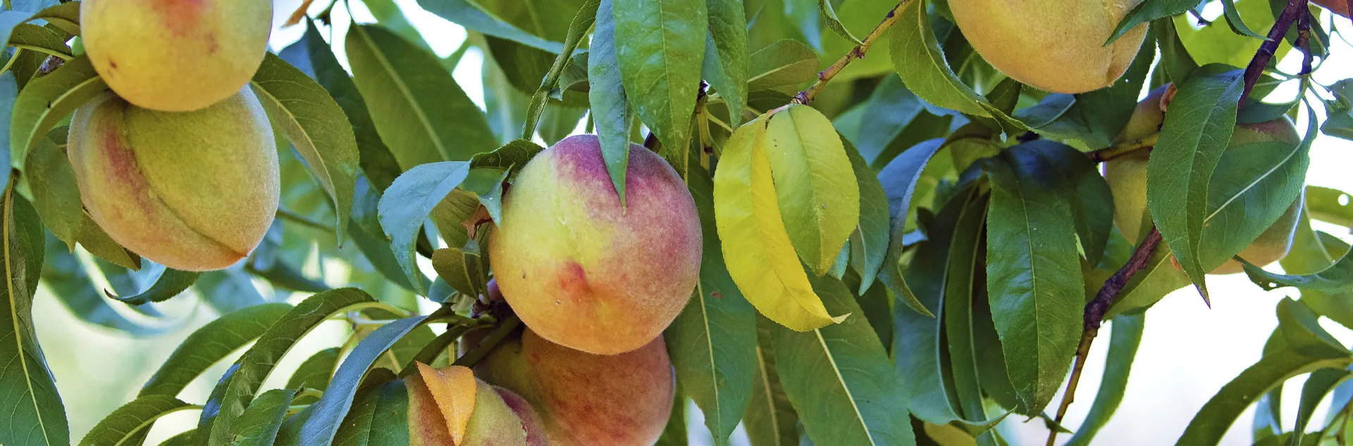 A handful of peaches on the branches of a peach tree