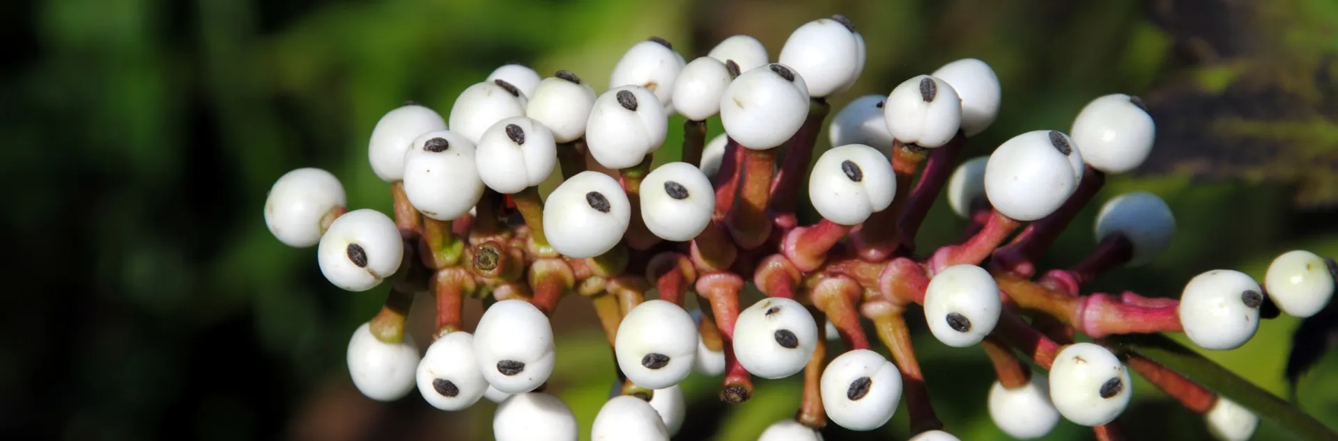 A cluster of round white berries with small black markings grows on reddish stems against a blurred green background.