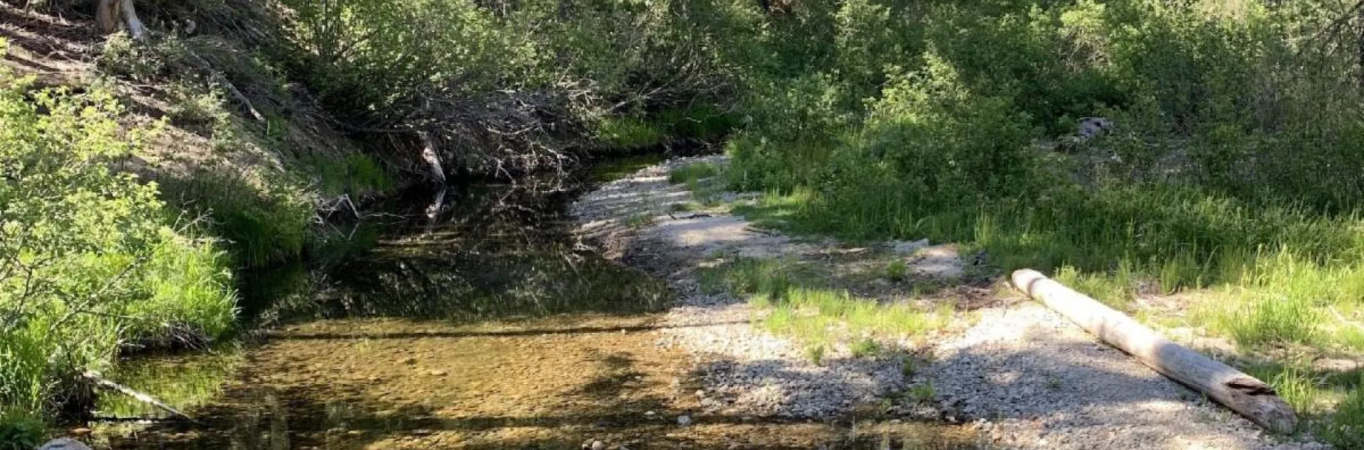 Riparian forest habitat.