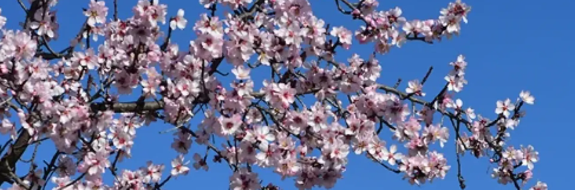 almond blossoms