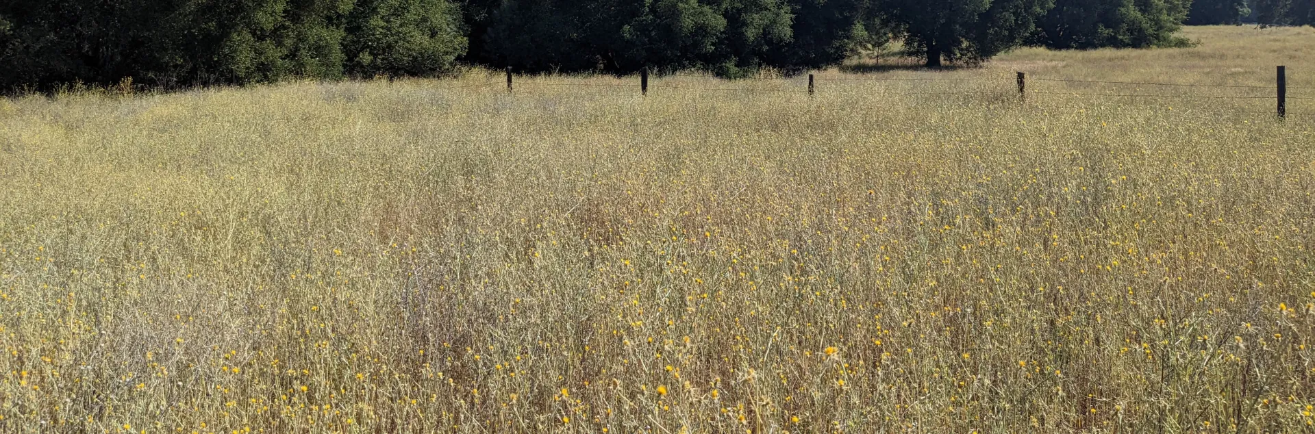 Golden dry meadow with scattered oak trees under clear blue sky; in the foreground and throughout the field are yellow flowers with sharp, spiky thorns