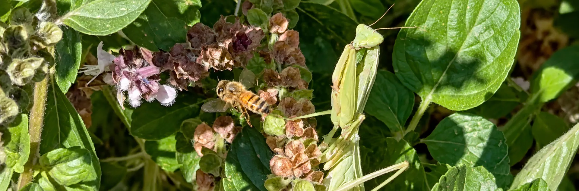 Praying mantis and a bee in a patch of African blue basil.