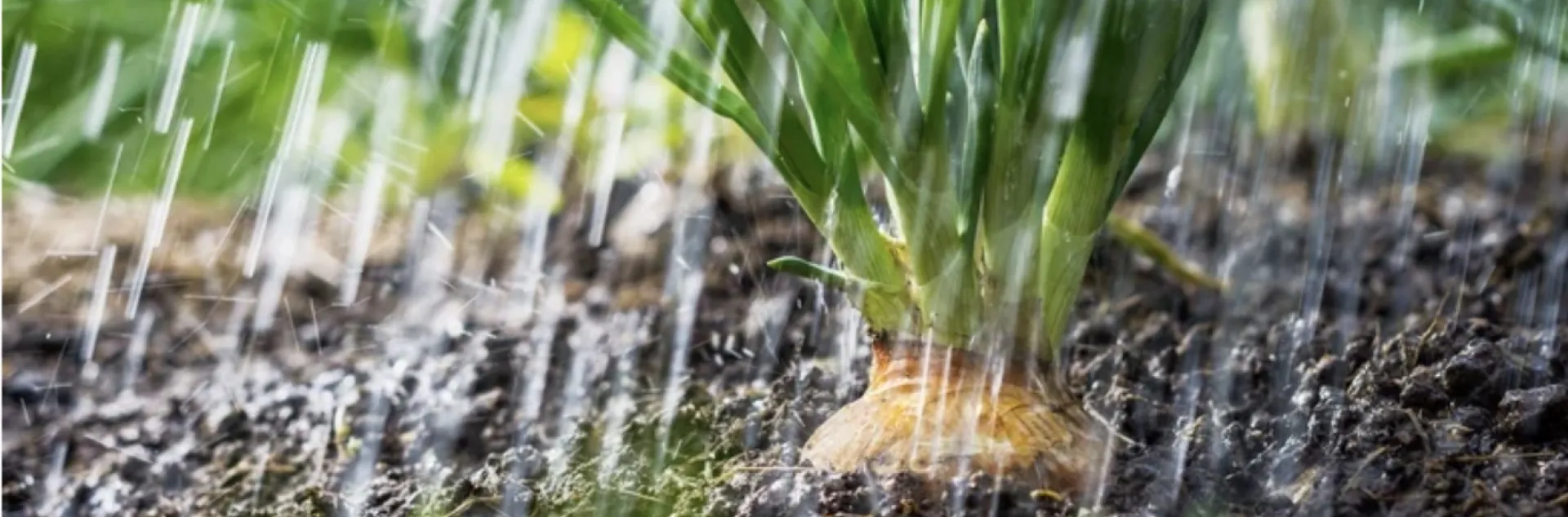 Close up view of a growing bulb in a heavy rain