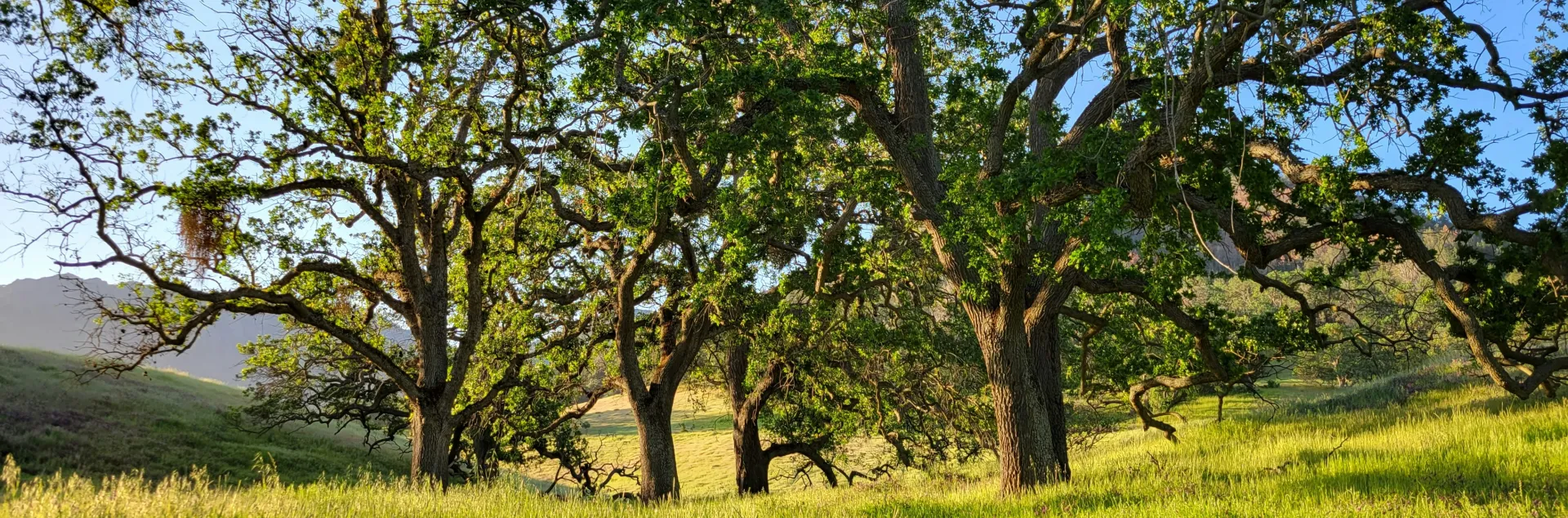 Grove of oak trees in a grassy meadow