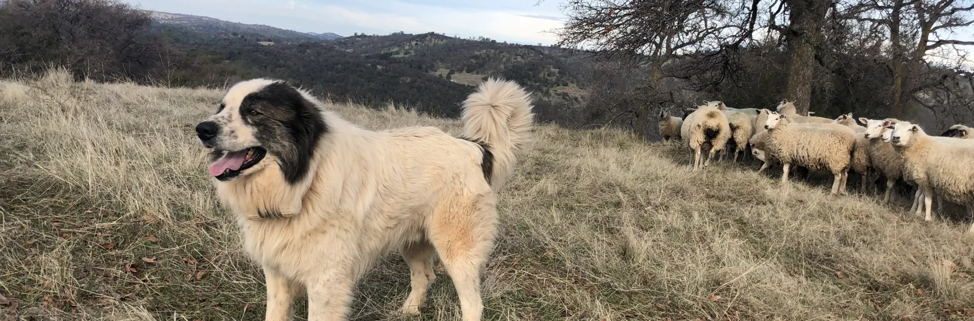 a guardian dog stands in the foreground, a flock of sheep behind him on a range