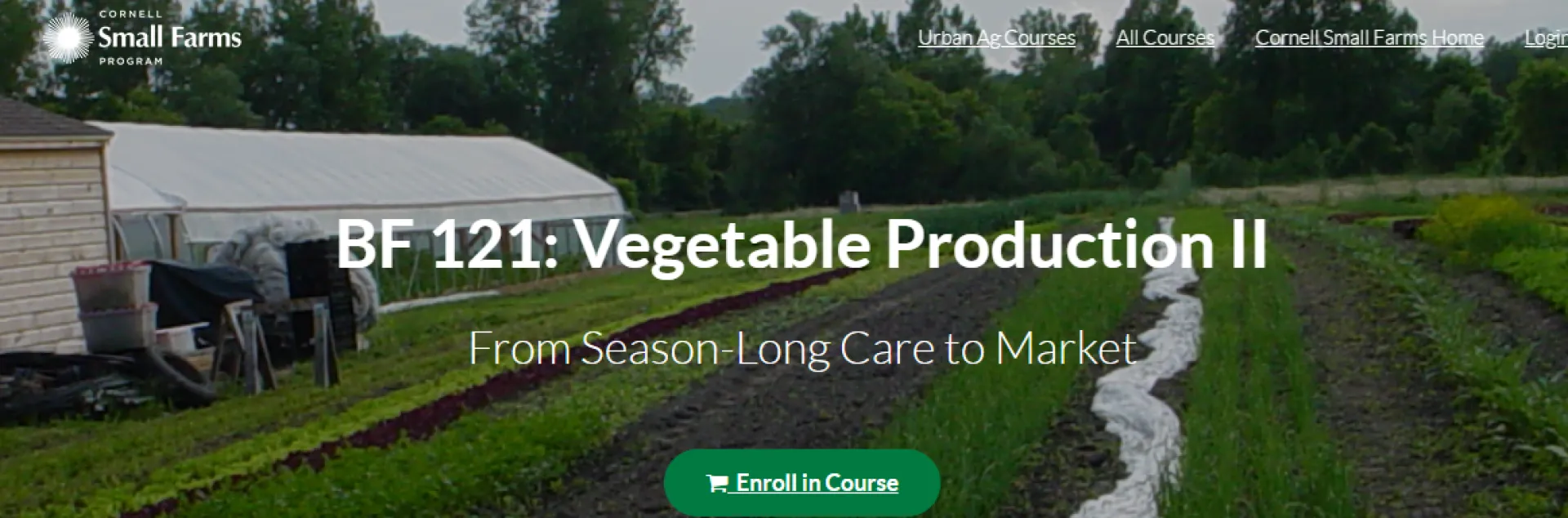 farm field with vegetable crops planted in rows