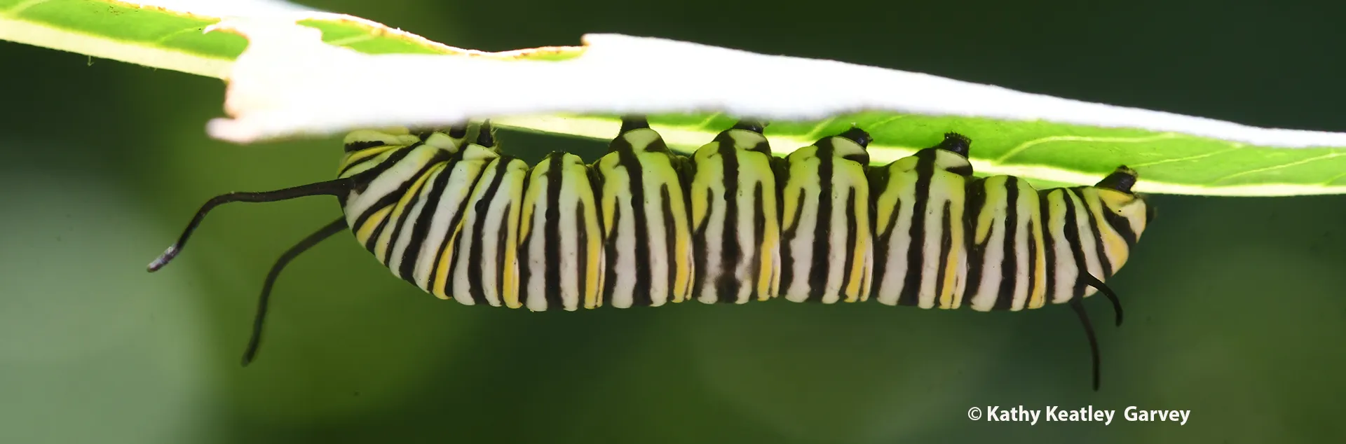 A monarch caterpillar. (Photo by Kathy Keatley Garvey)