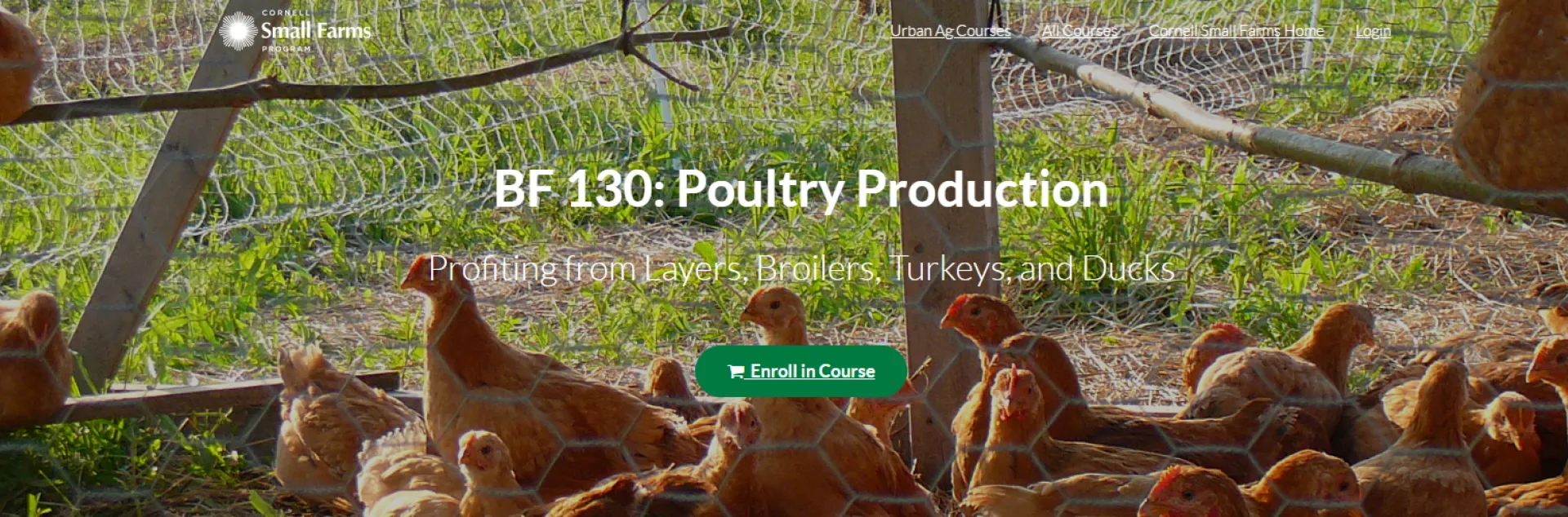 hens caged in a chicken coop