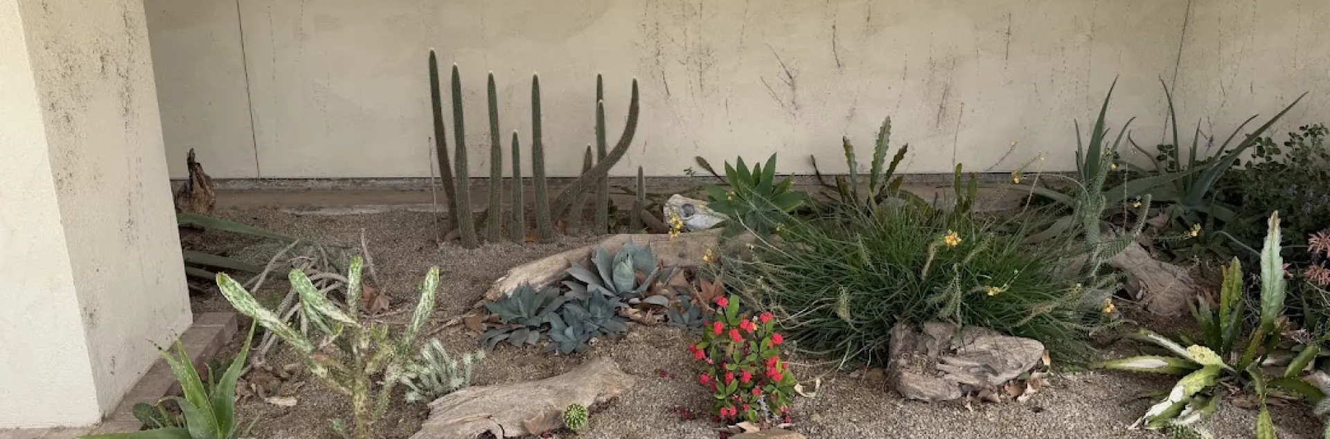 Drought-tolerant garden with cacti, succulents, rocks, gravel, and small colorful flowers in front of a beige wall.