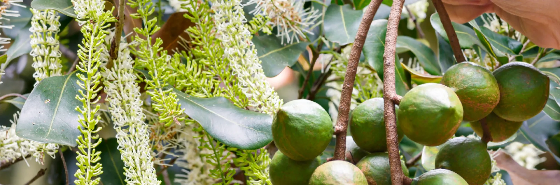 nac flowers and nuts