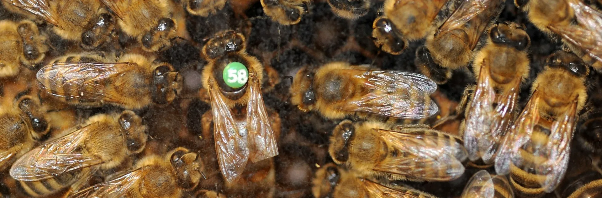 Queen bee and retinue. (Photo by Kathy Keatley Garvey)