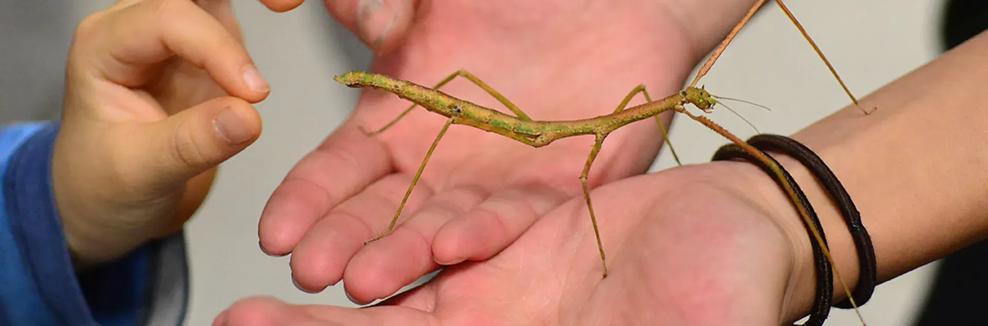 Stick insect on a hand at Bohart Museum of Entomology