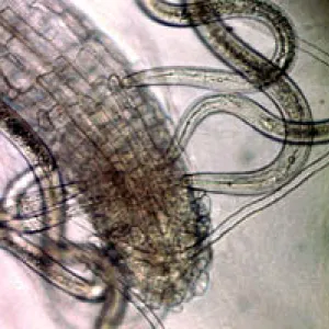 Sting nematodes feeding on a corn root