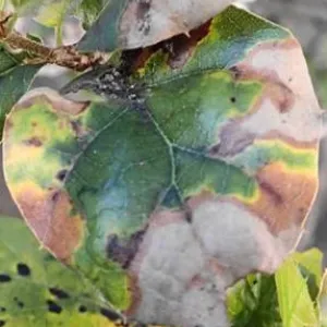 Drought Leaf