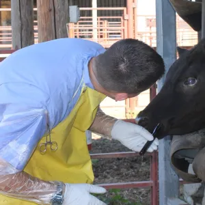 Image of UC Davis Vet Med Researcher, Dr. John Angelos observing a beef cow for liasions to the eye from the effects of pinkeye
