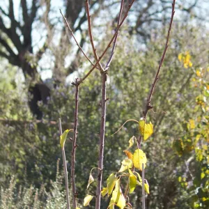 Pluot 'Geo Pride' before pruning