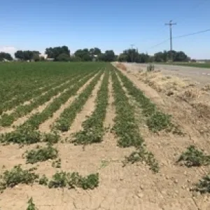 Bean field with soil compaction