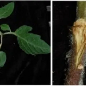 Unilateral and vascular symptoms