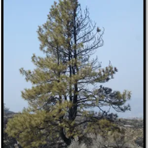 A large standing conifer tree that is missing some foliage at the top as a result of being burned by wildfire.