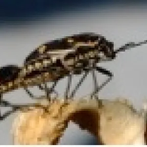 Bagrada looking at you