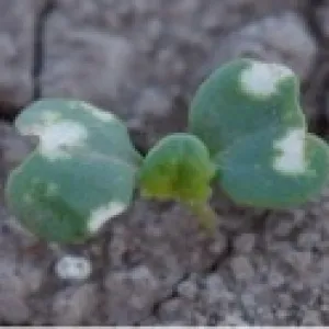 Broccoli cotyledon