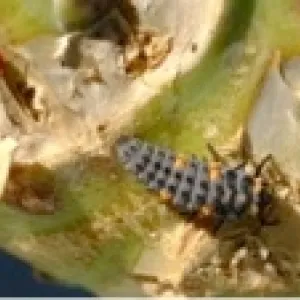 Ladybug larvae bagrada