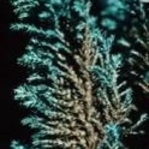 Chamaecyparis  branchlet close