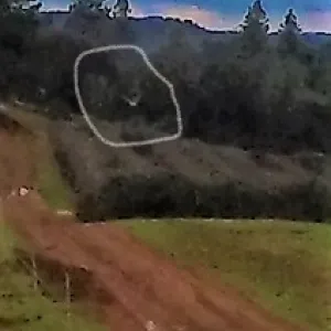 Barn owl spotted hunting over grape vines.