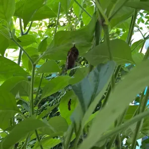 Can you find the chrysalis?